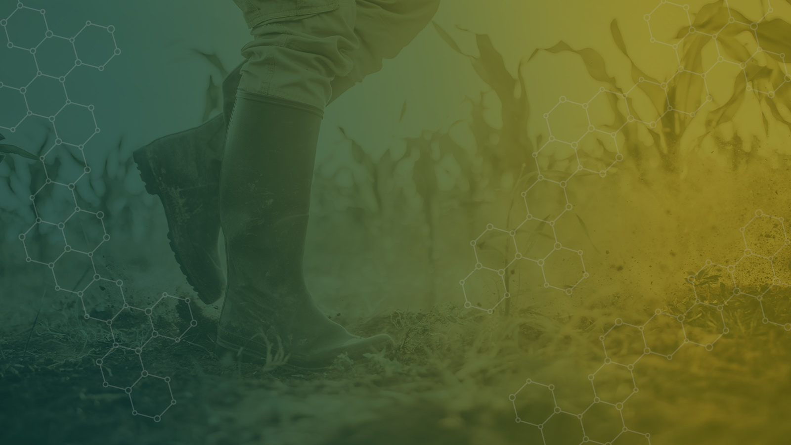 Boots in a cornfield