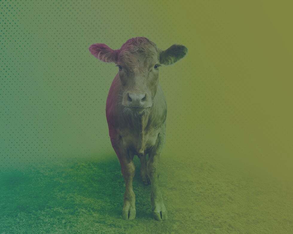  Lallemand Animal Nutrition 