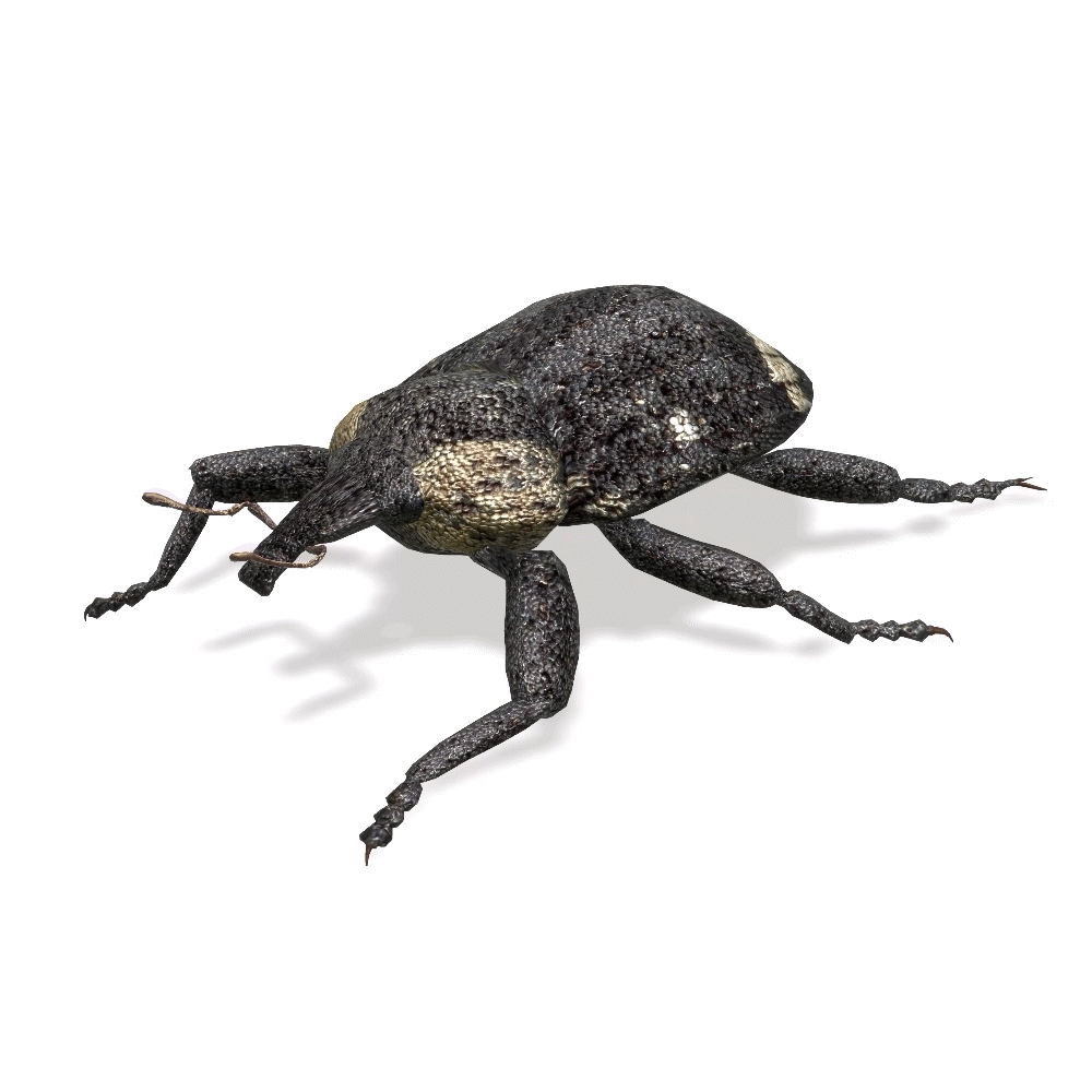 Weevil_GIF_Circle_1